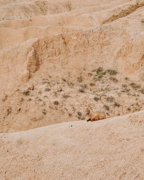 Desert bighorn sheep ram on rocky Nevada terrain
