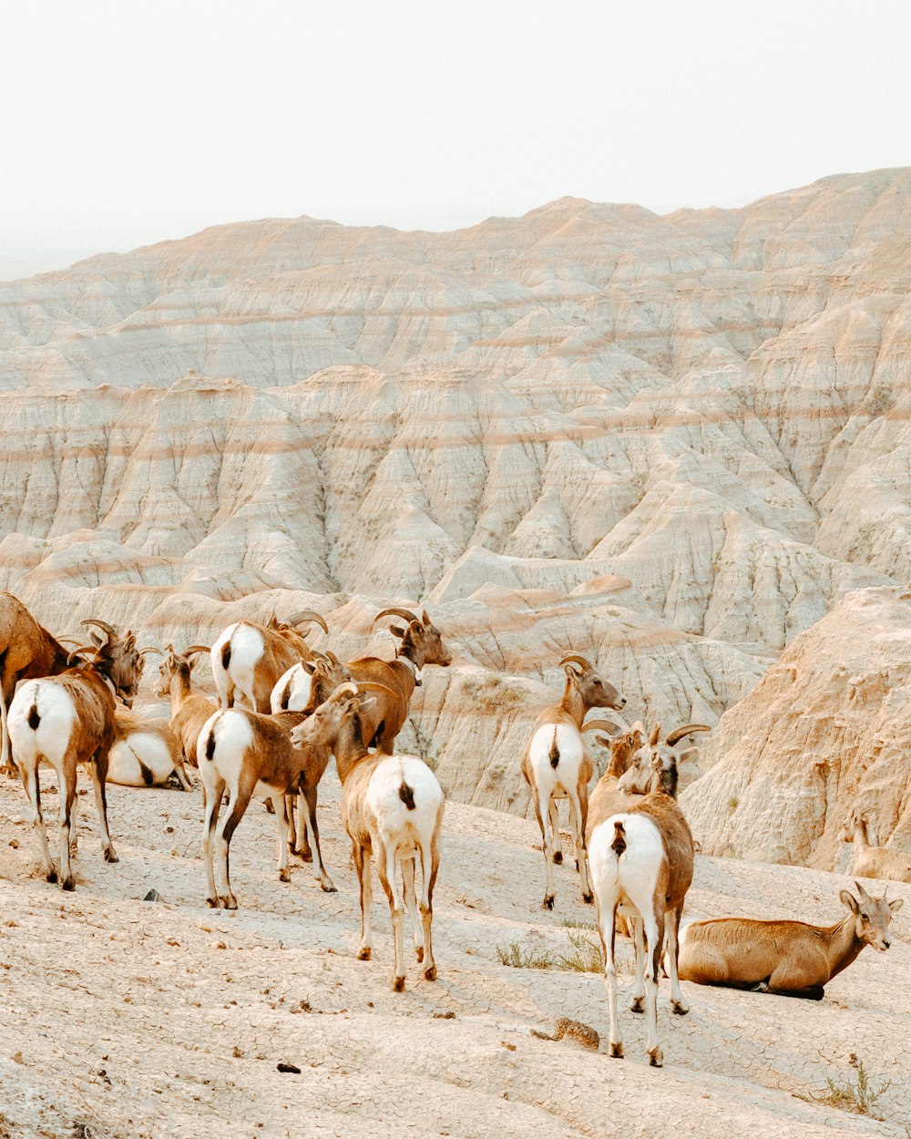 herd of sheep on brown field during daytime