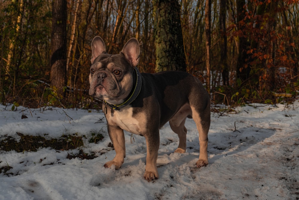 black and white short coated dog walking on snow covered ground during daytime