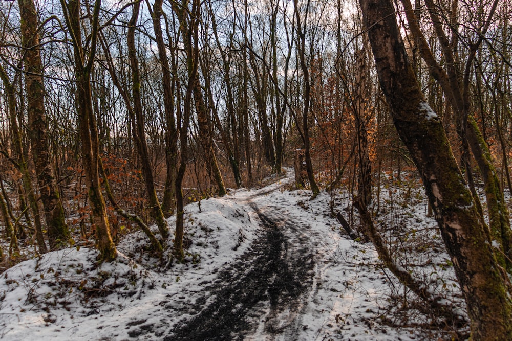 brown trees on snow covered ground during daytime