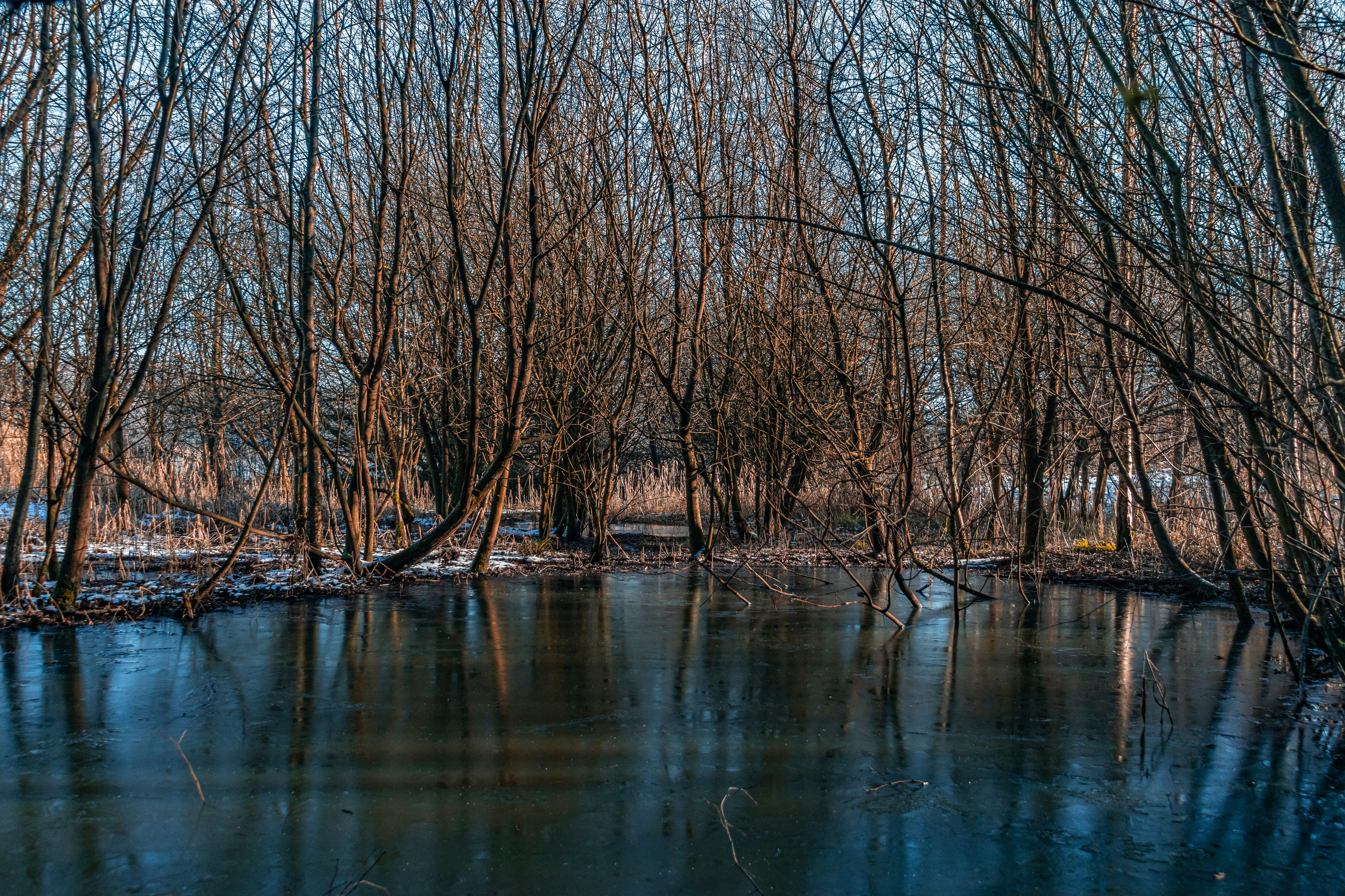 leafless trees on body of water during daytime