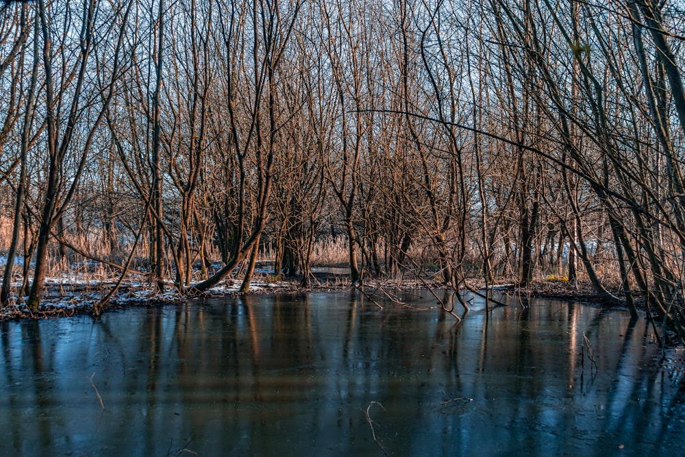 leafless trees on body of water during daytime