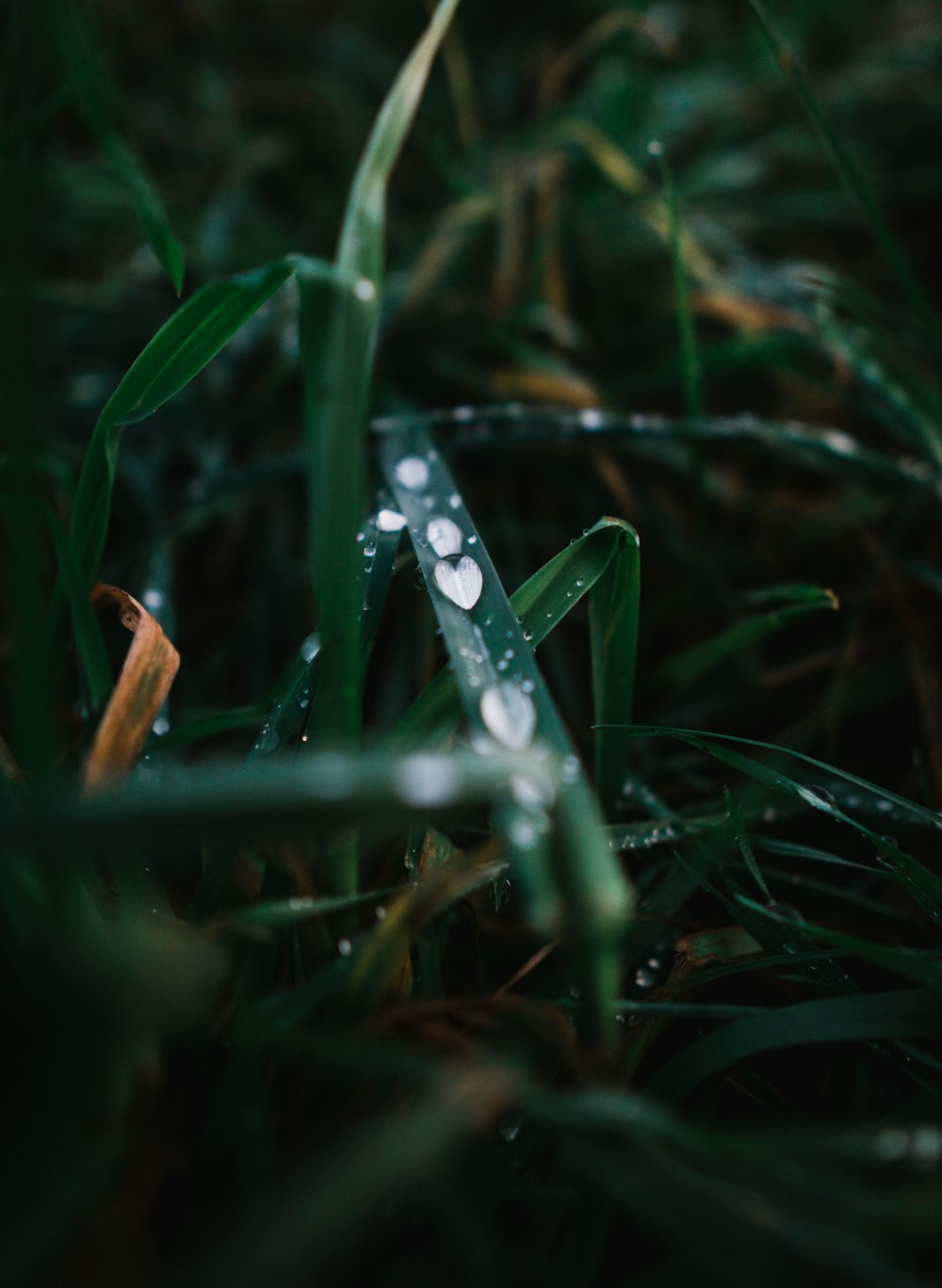 water droplets on green plant