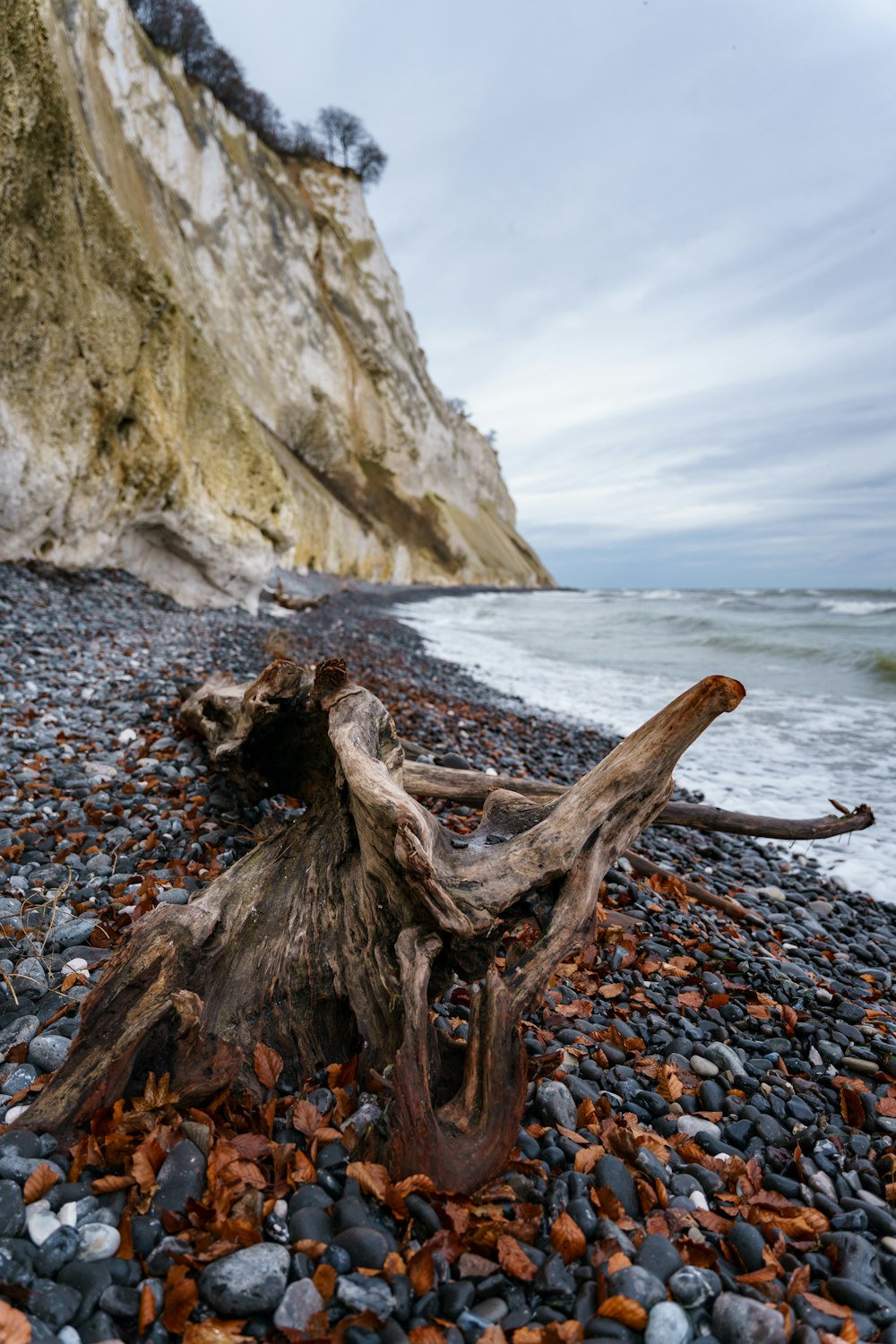 tronco di legno marrone sulla riva rocciosa durante il giorno