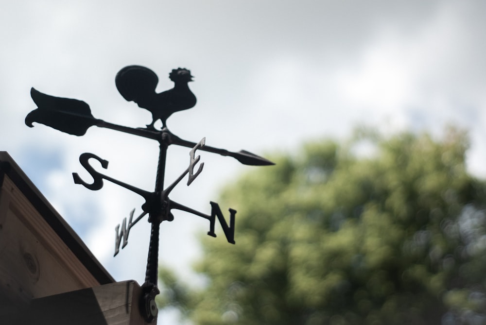 black bird on brown wooden cross during daytime