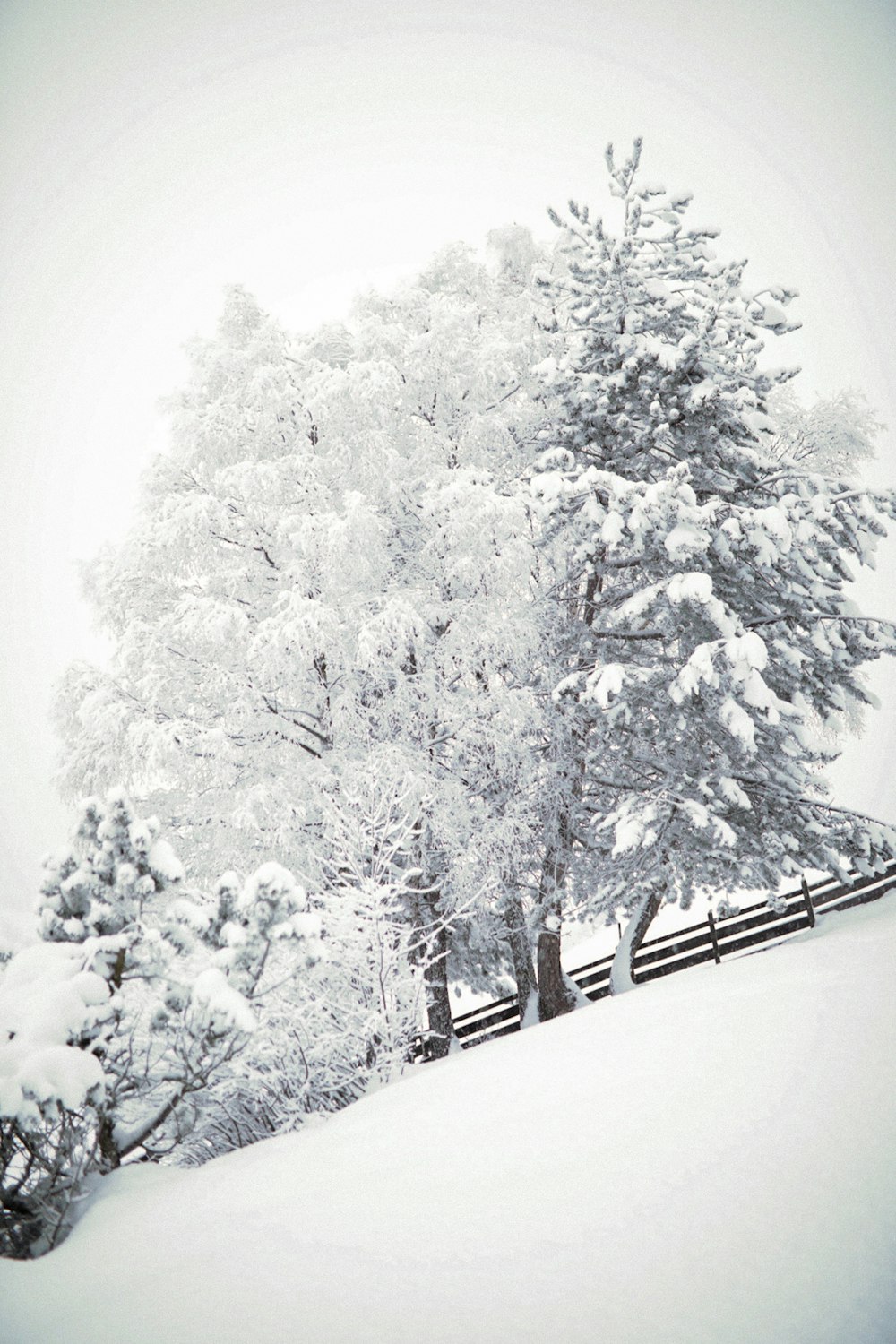 snow covered trees during daytime