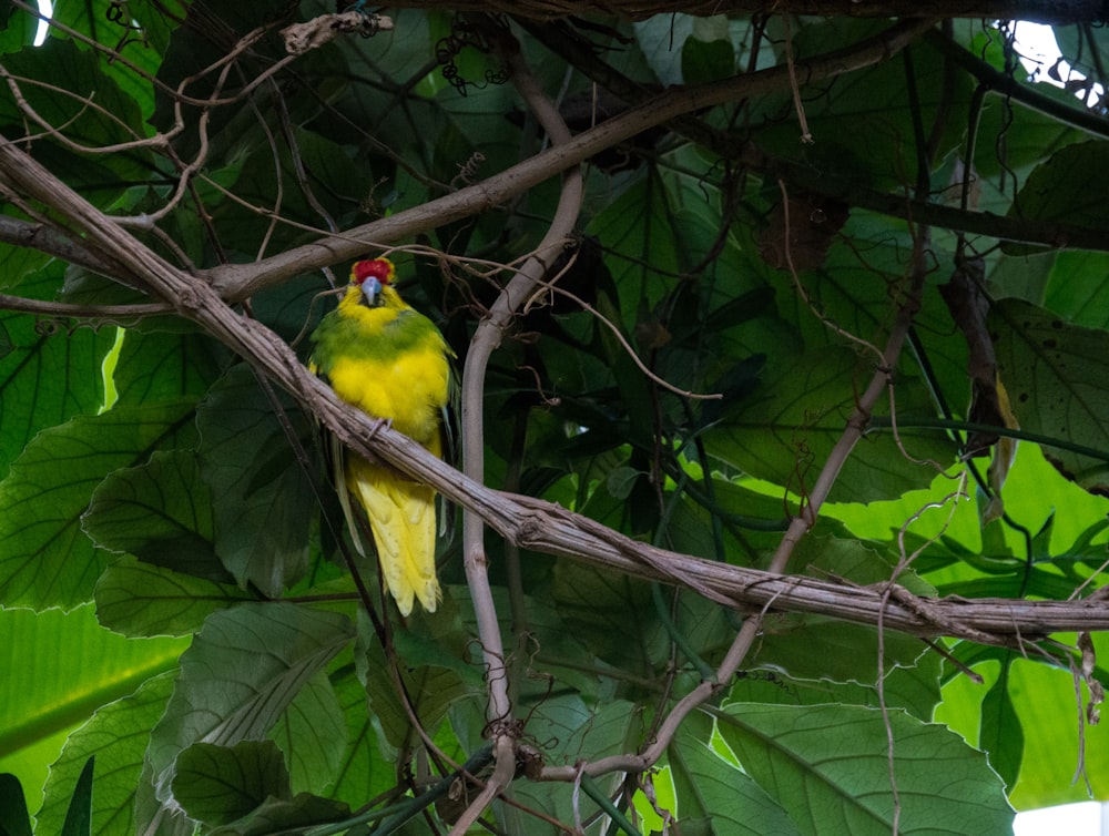 yellow bird on brown tree branch