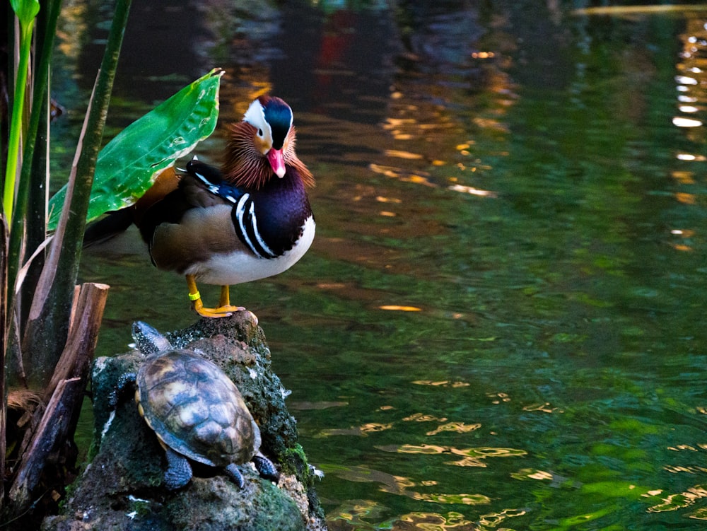 white and brown duck on water