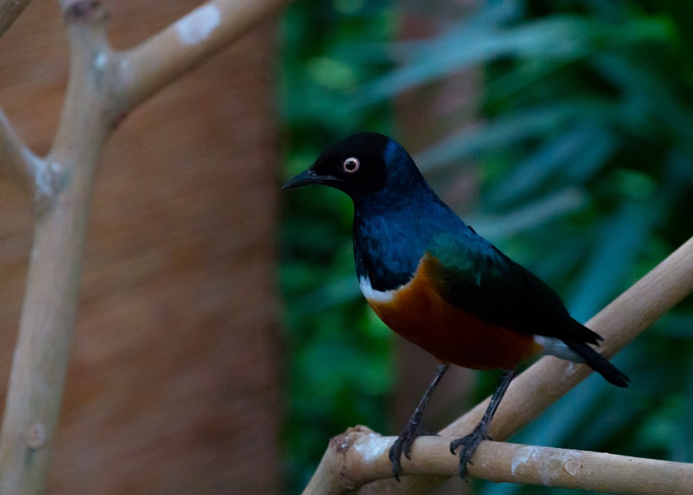 black and orange bird on brown tree branch