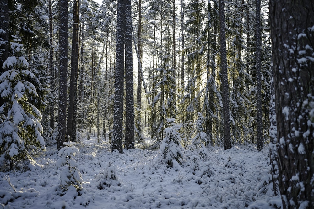 snow covered trees during daytime