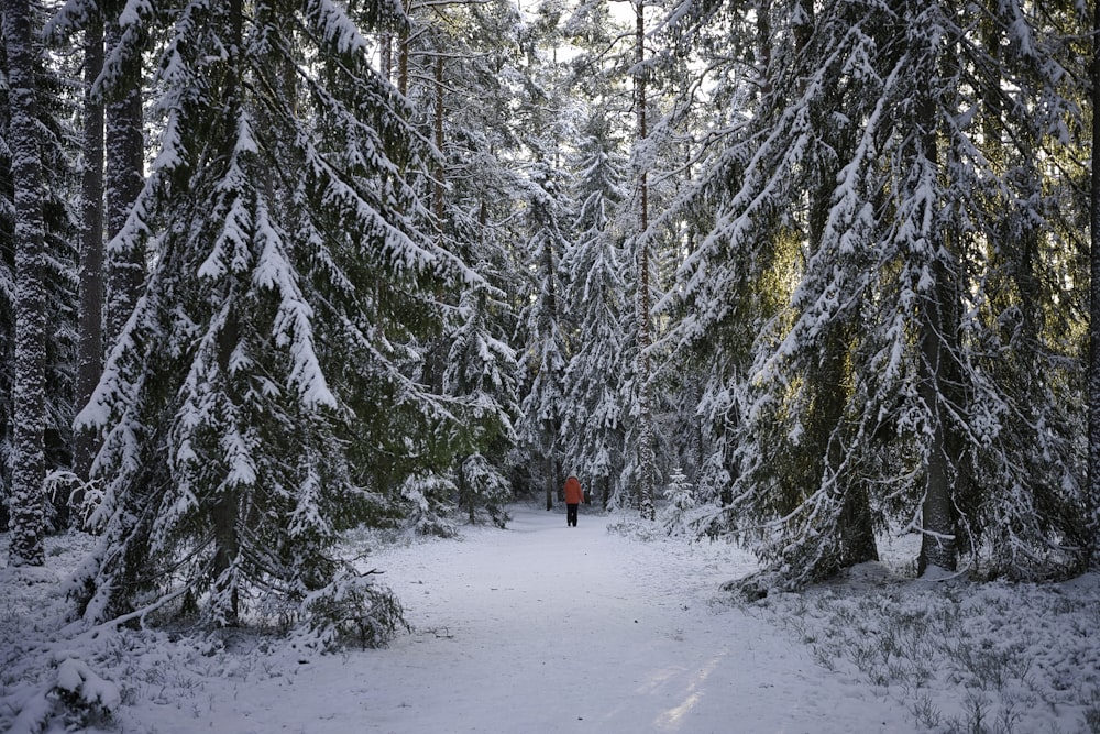 person in red jacket walking on snow covered pathway between trees during daytime