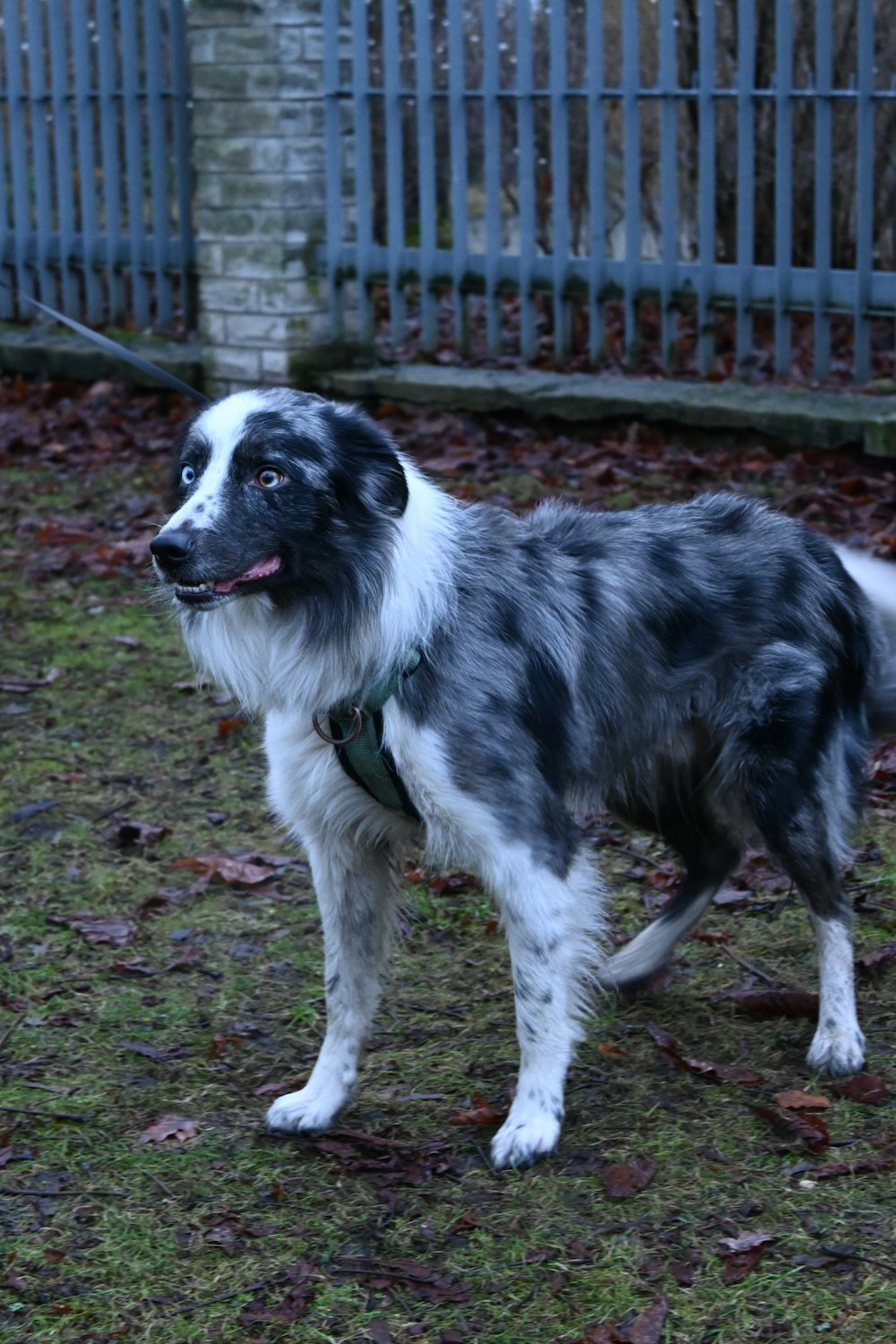 black and white border collie standing on green grass field during daytime