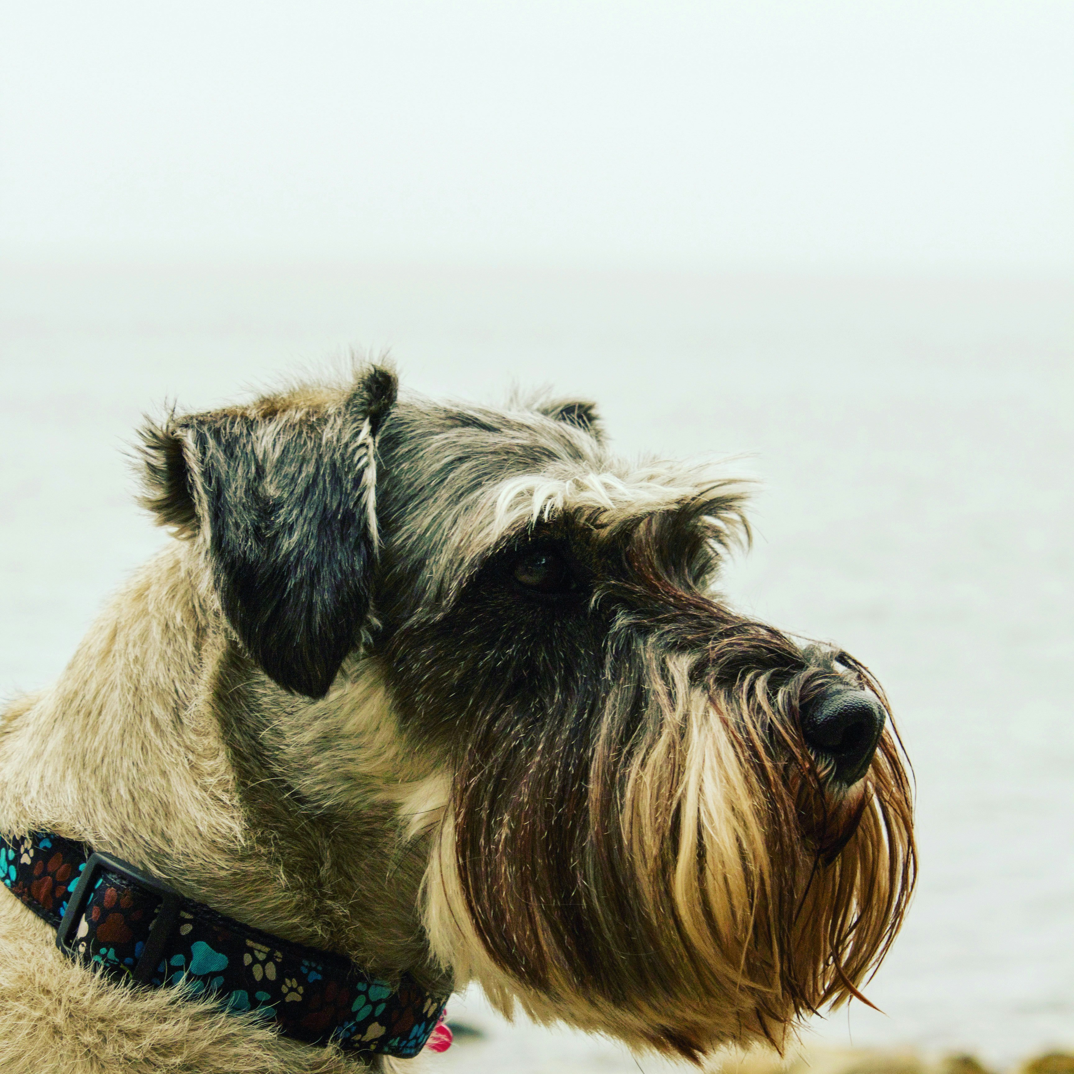 Una giornata indimenticabile al Forte di Bard con i Cani San Bernardo, image size:3000x3000