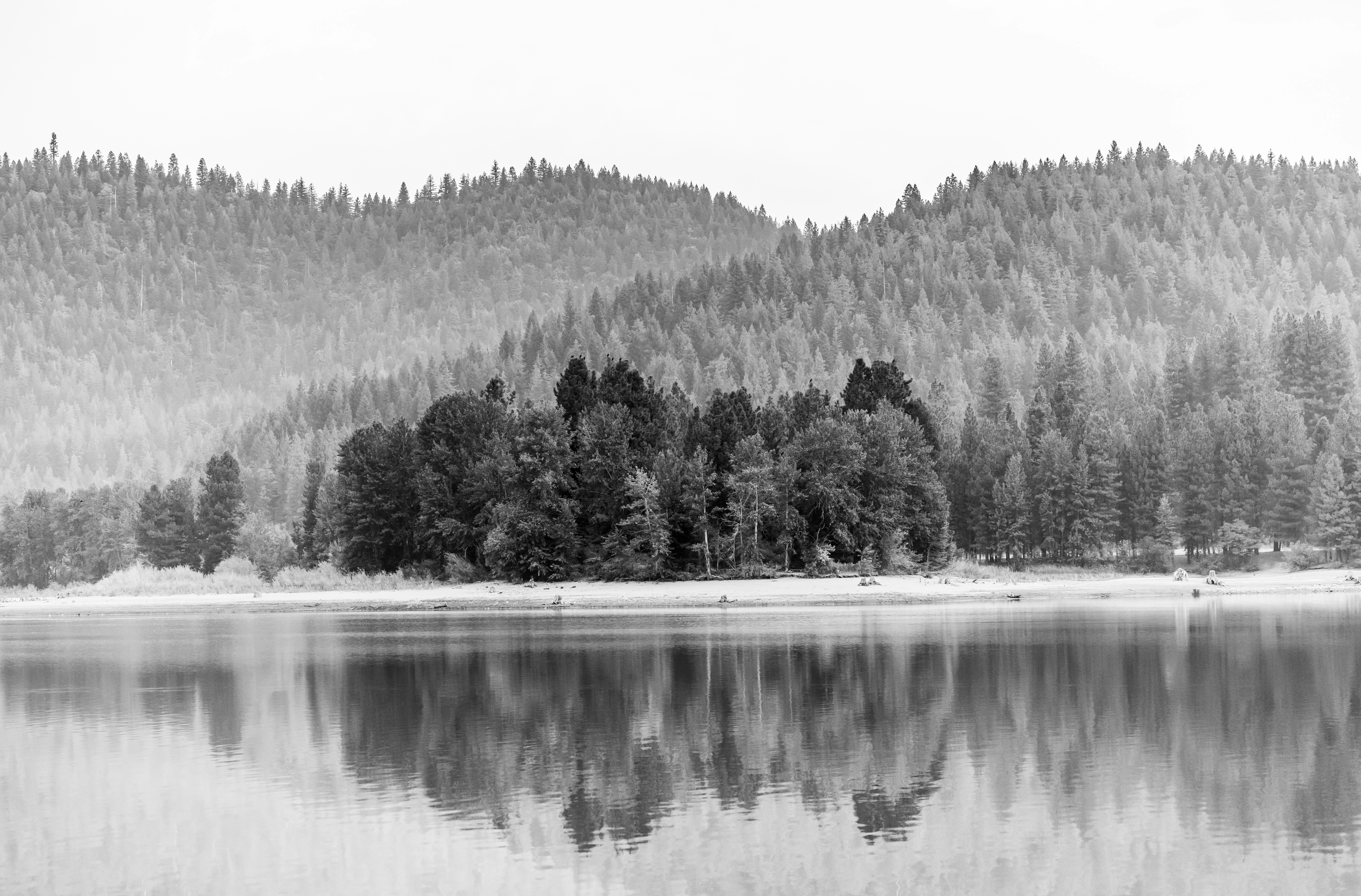 Grayscale photo of trees near body of water photo Free Grey Image on