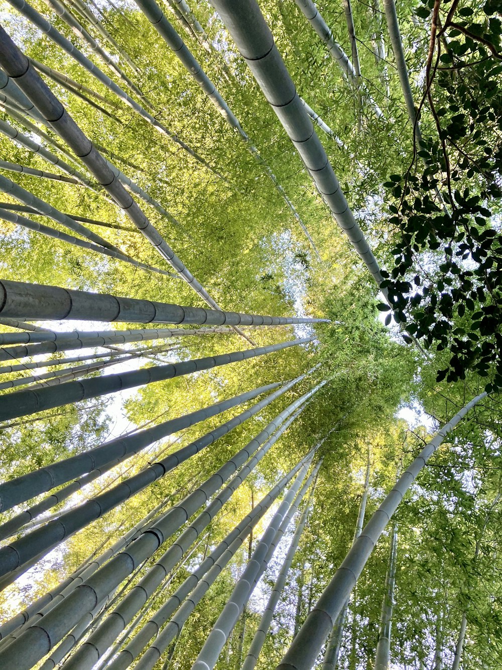 low angle photography of green trees during daytime