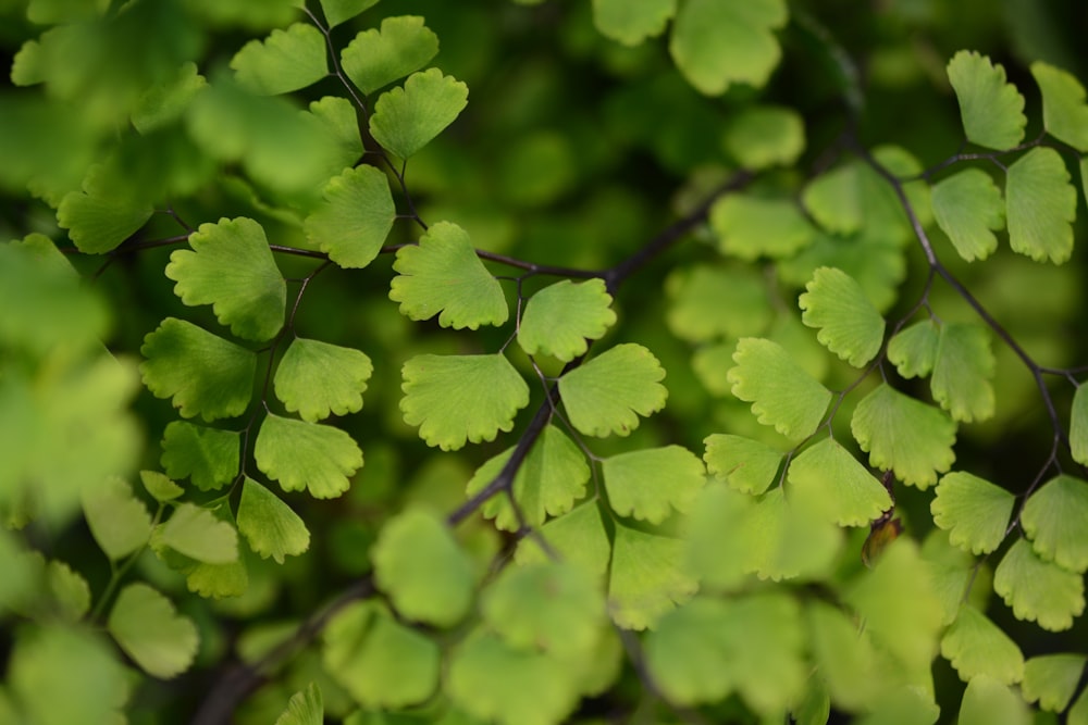 green leaves in tilt shift lens