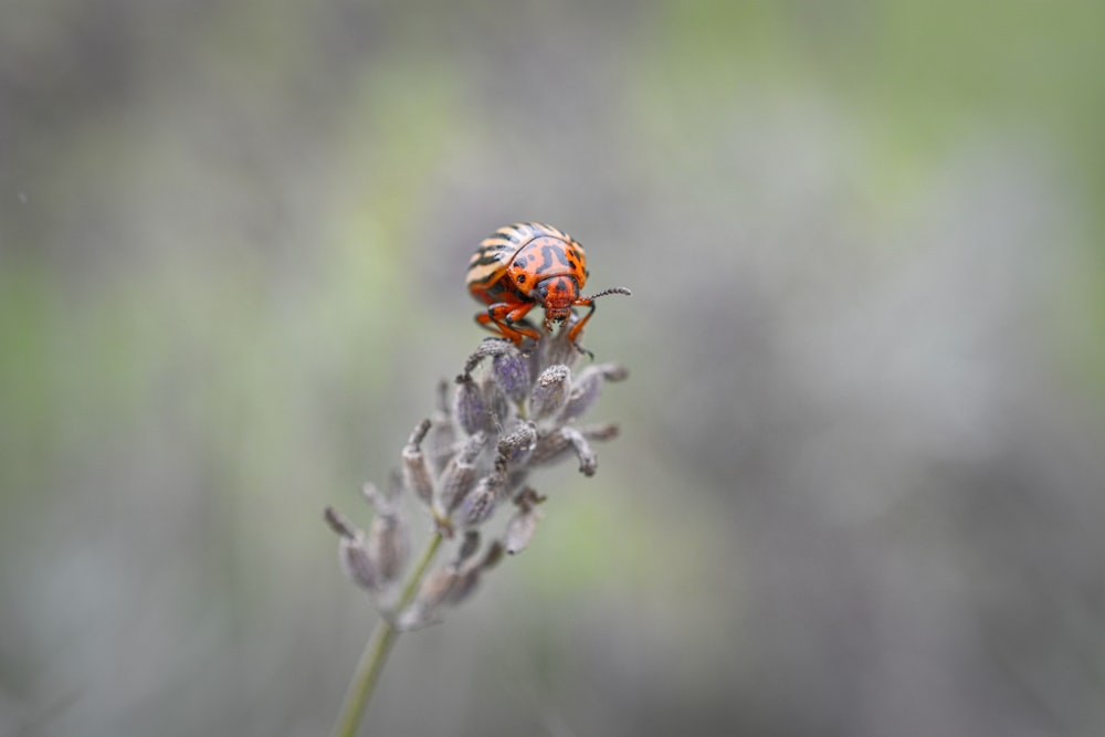 orange and black ladybug perched on purple flower in close up photography during daytime