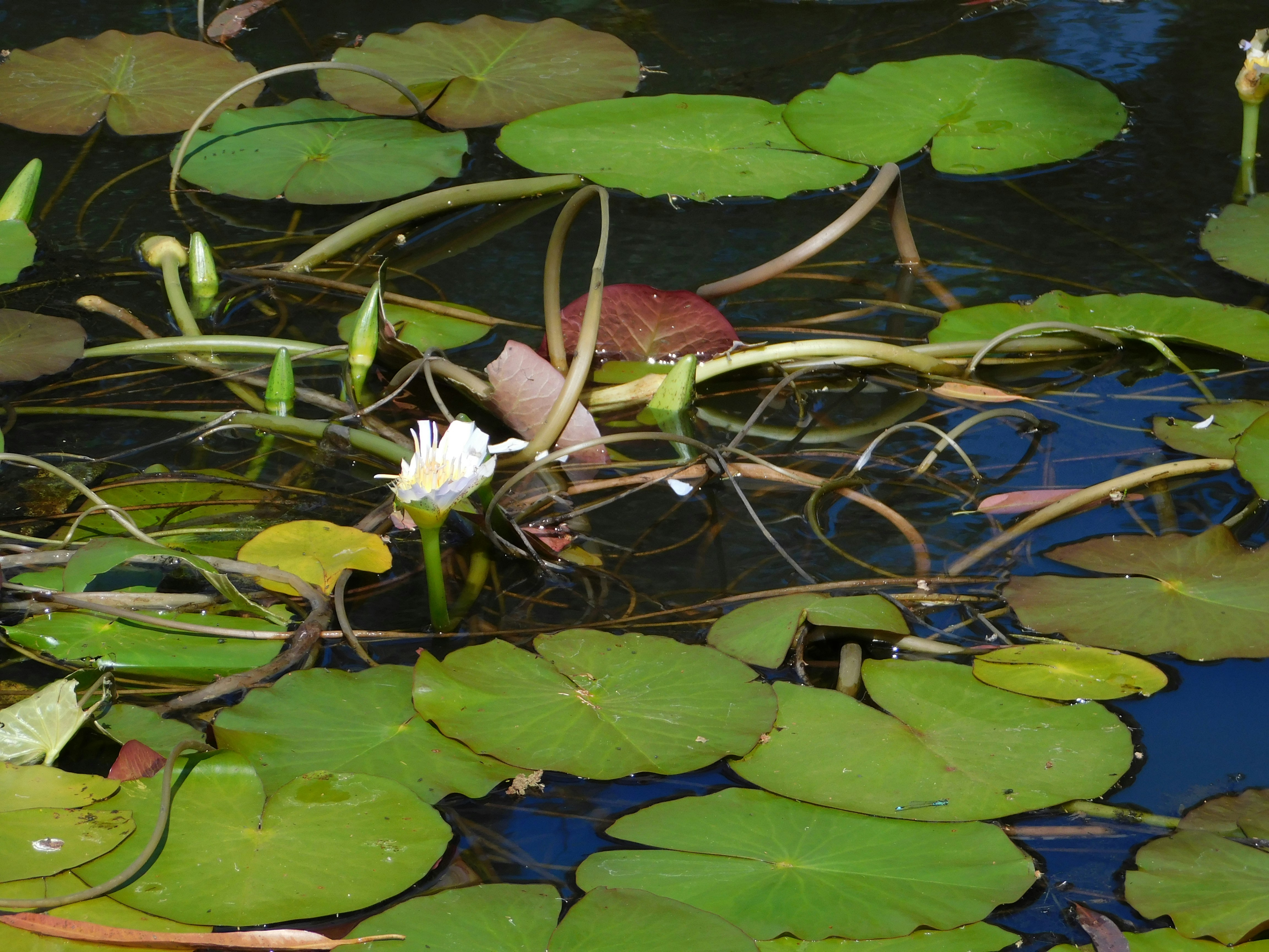 water lillies