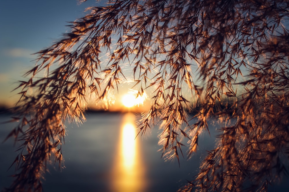 brown leaves near body of water during sunset