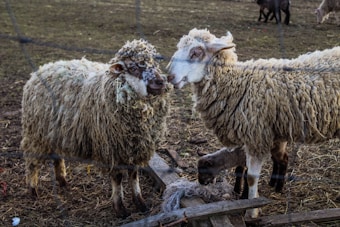 Two sheep with thick, woolly coats stand close together surrounded by a rustic, earthy farm environment. A lamb is visible under the larger sheep, possibly feeding. The ground is covered with straw and some wooden structures. The overall scene is natural and pastoral.