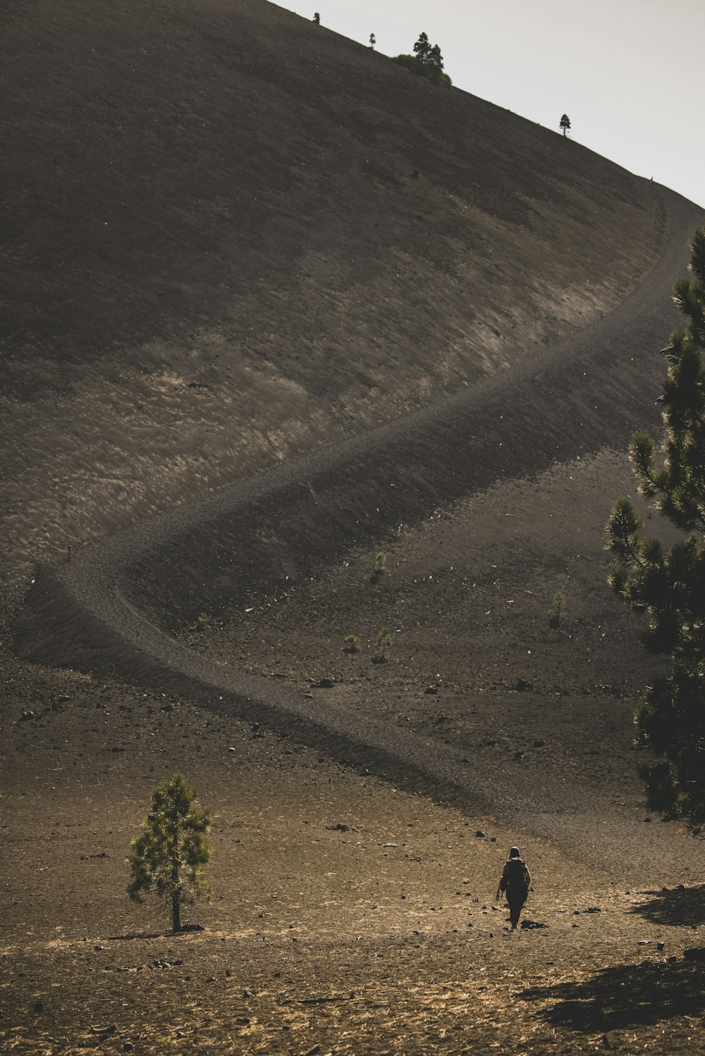 green trees on brown sand