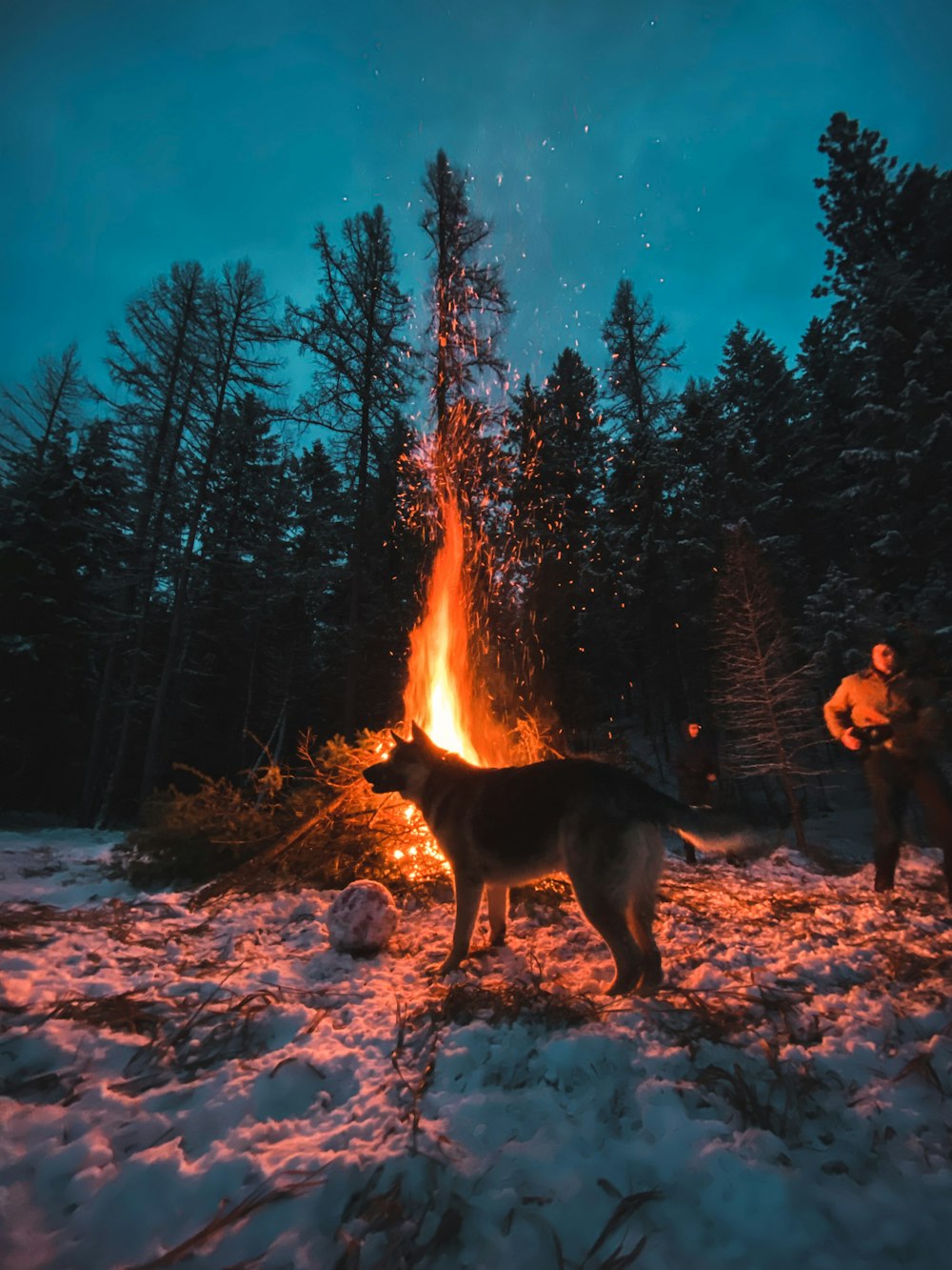 people sitting on ground near bonfire during night time