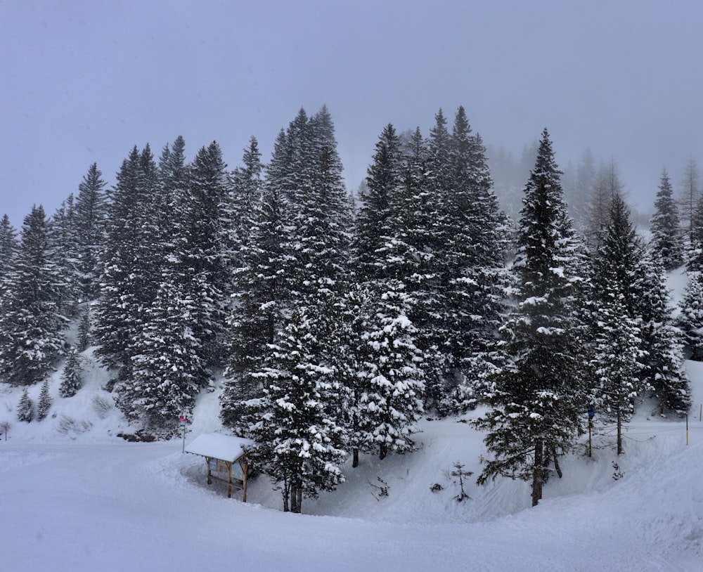 green pine trees covered with snow