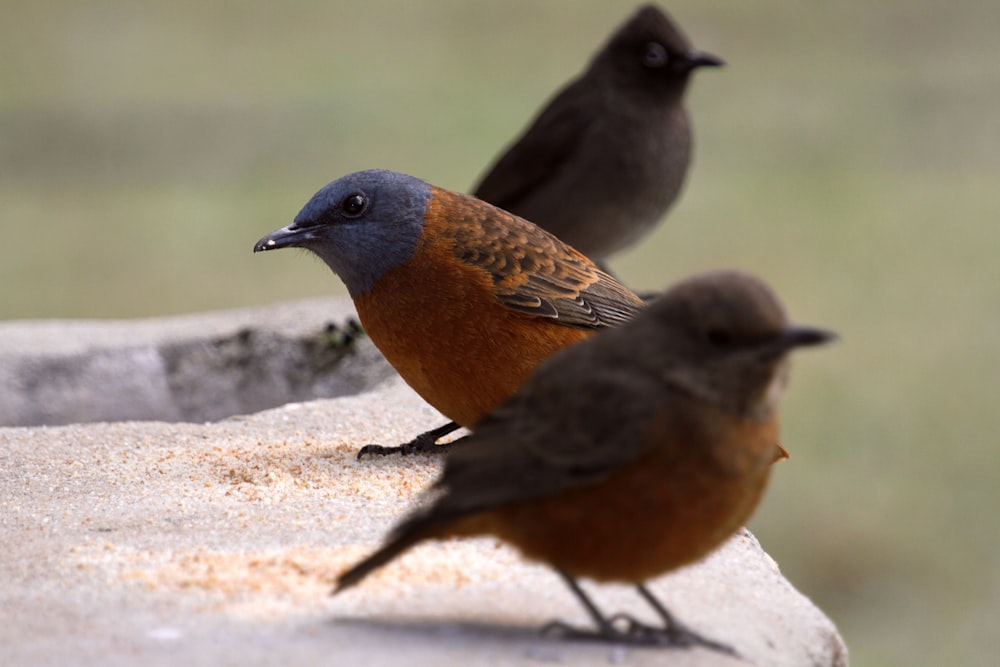 brown and black bird on gray rock during daytime