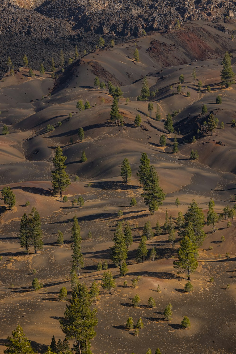 green trees on brown field during daytime