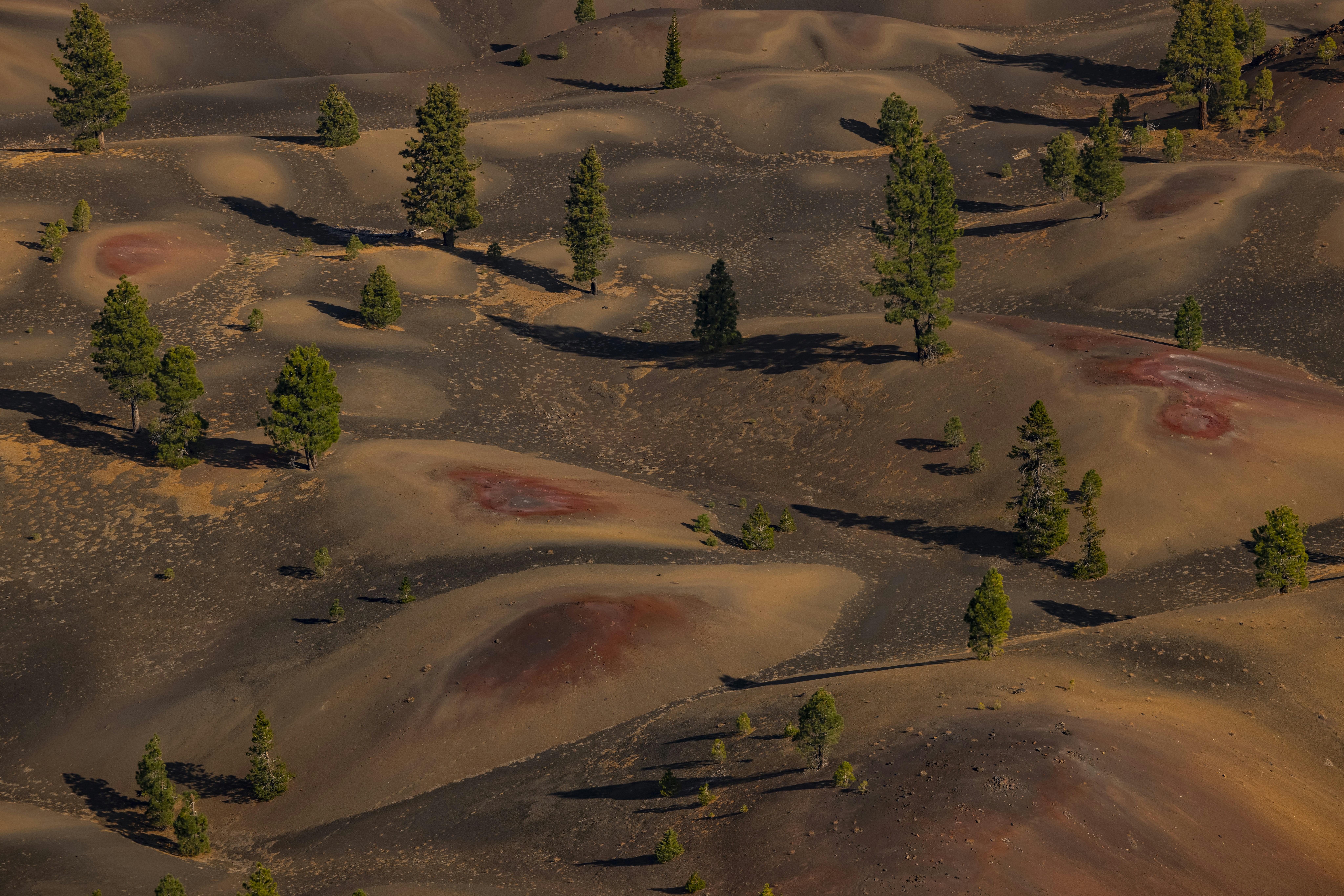 green trees on brown sand, 