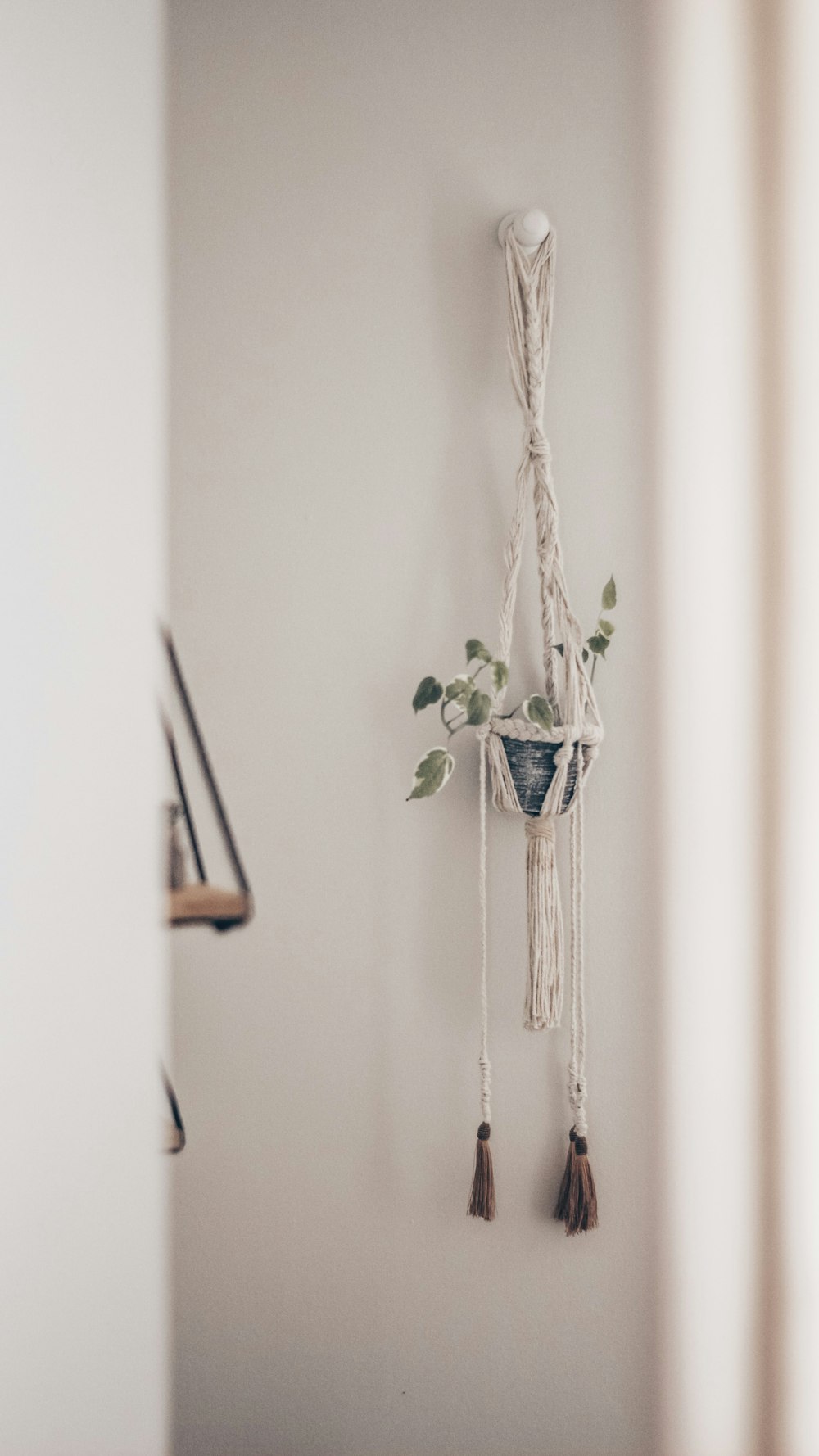 green plant on white wall