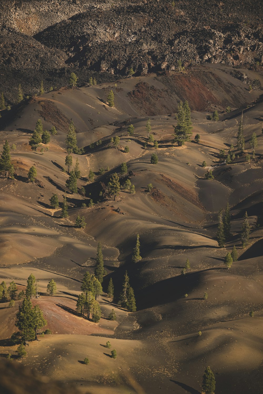 green trees on brown field during daytime