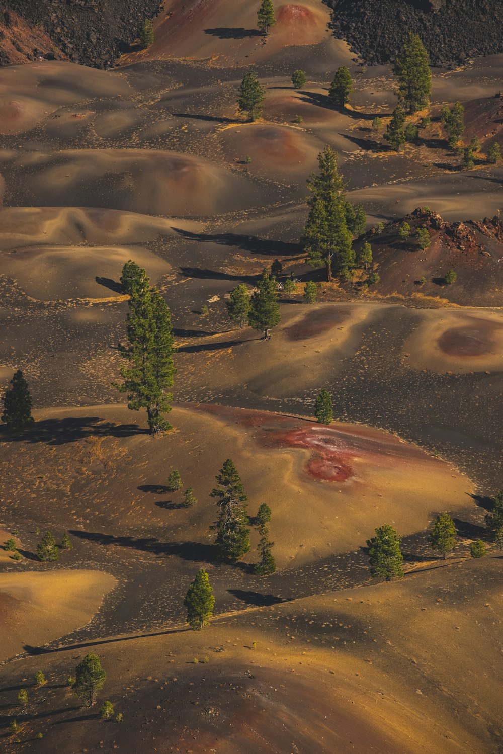 green trees on brown sand