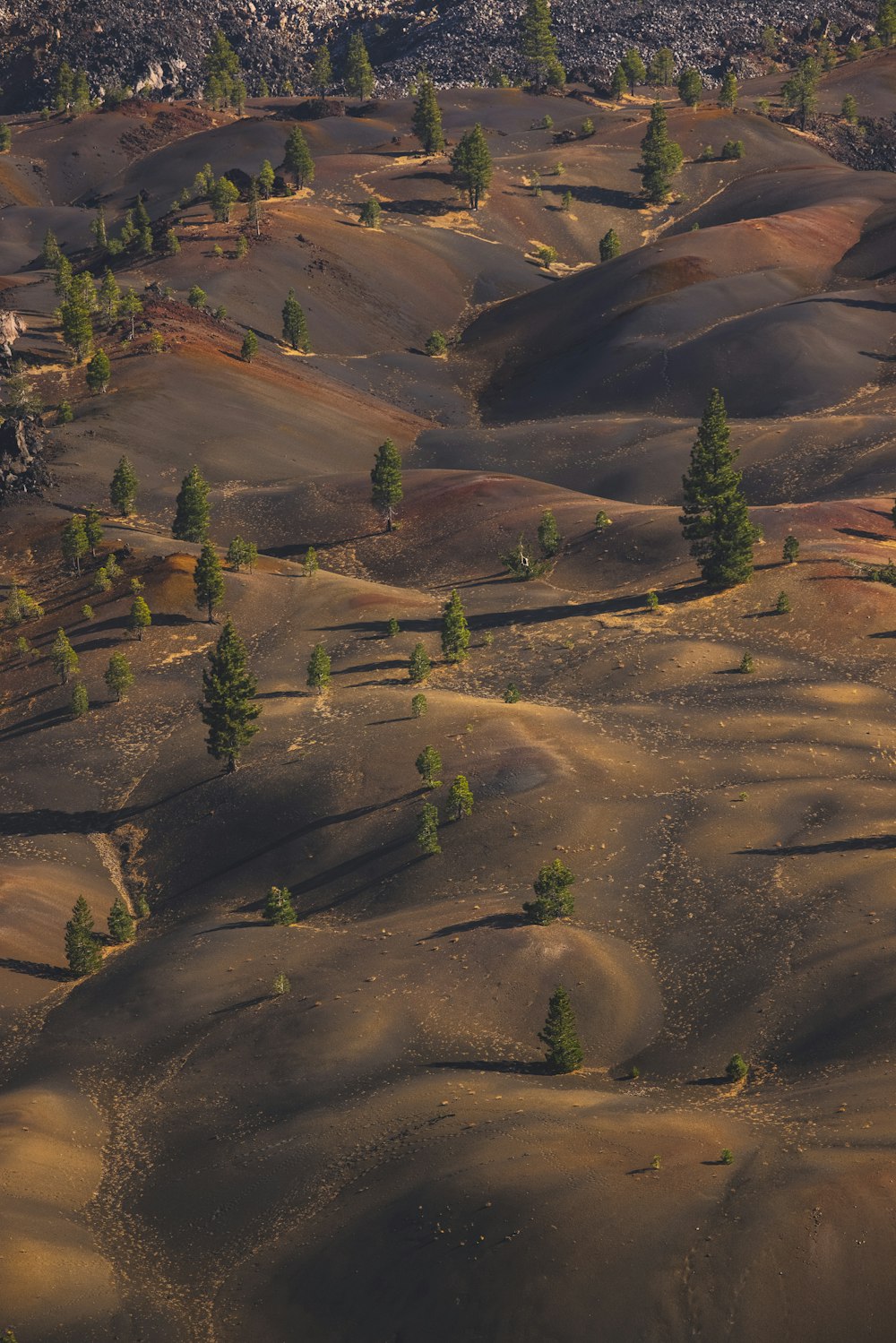 green trees on brown sand