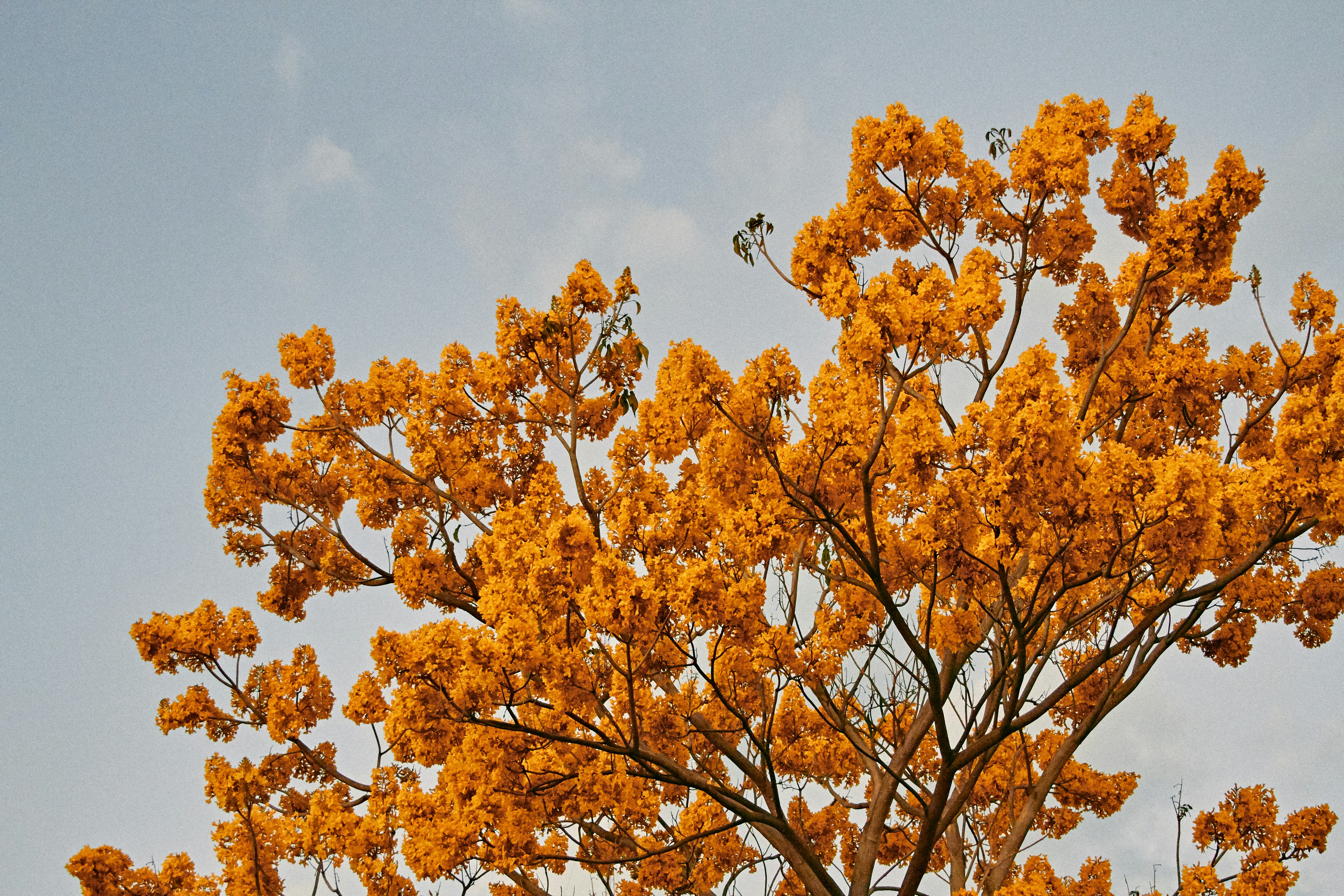 orange october tree on blue sky