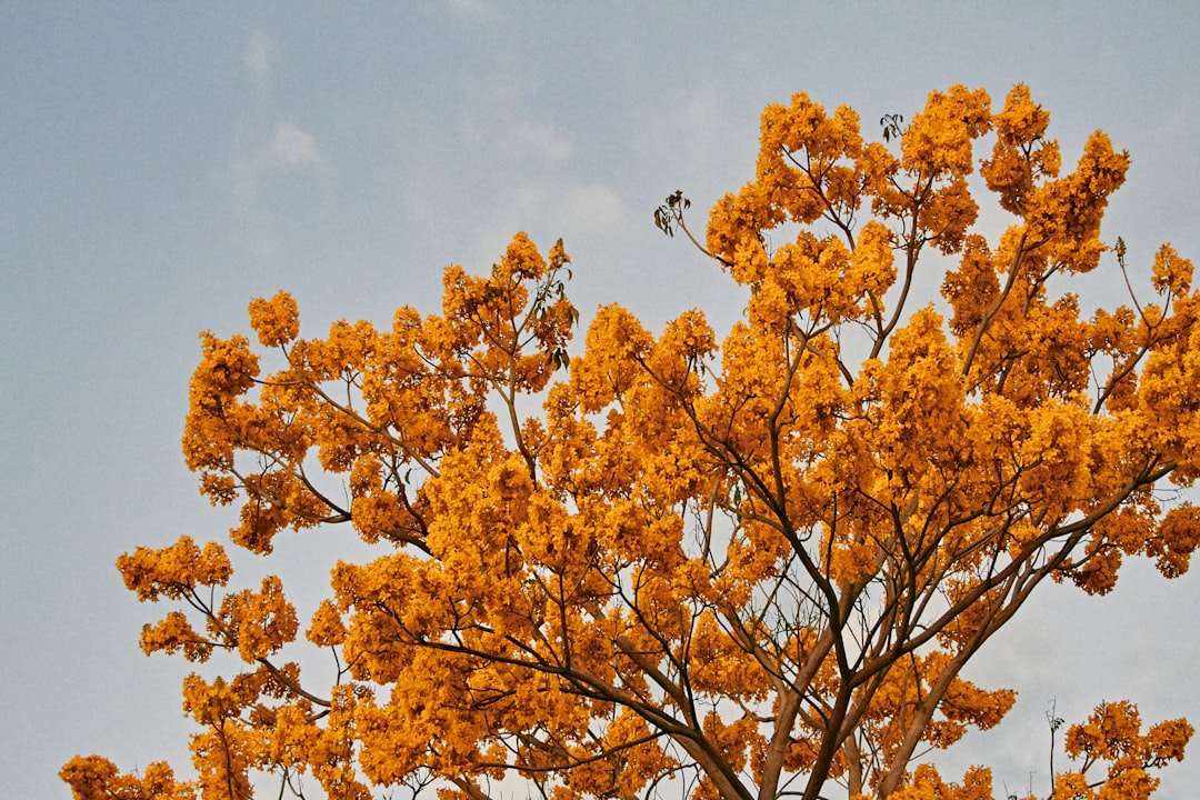 brown leaf tree under white clouds