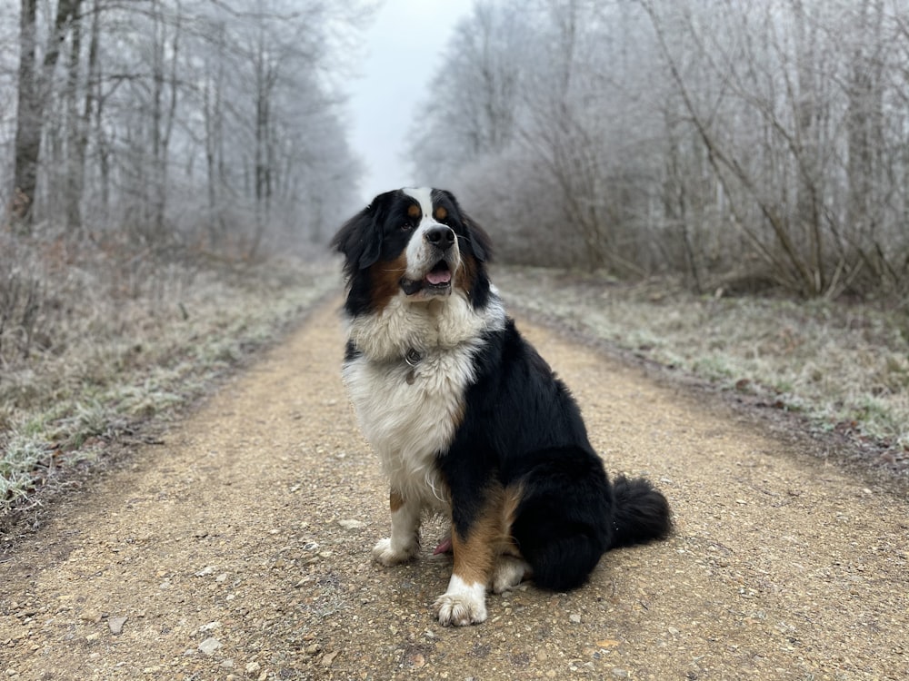 cão preto branco e marrom de pelagem longa na estrada de terra marrom durante o dia