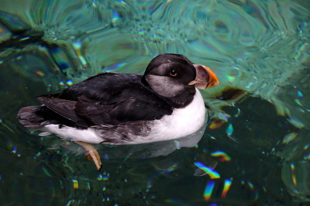 white and black duck on water