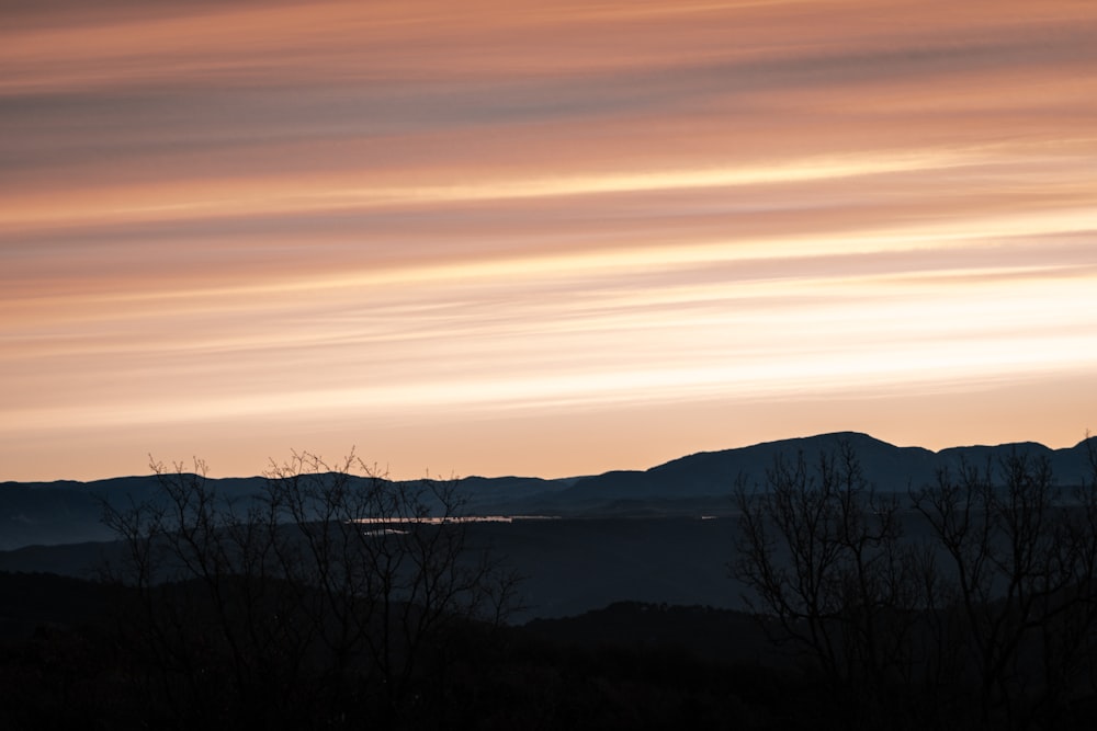 silhouette of bare trees during sunset