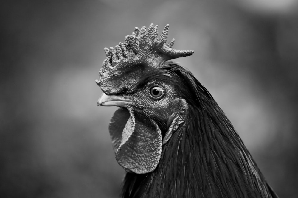 grayscale photo of a bird