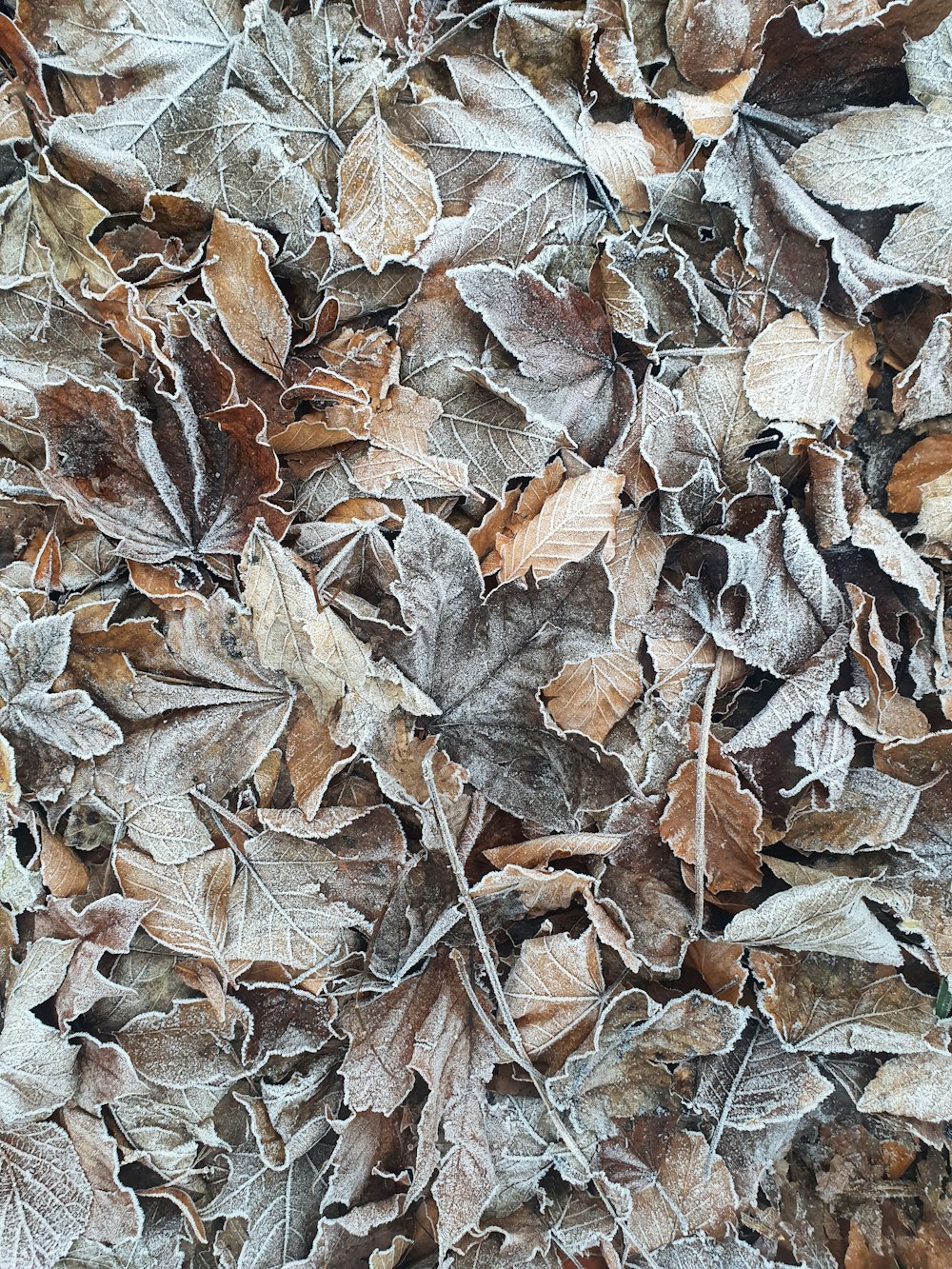 brown dried leaves on ground