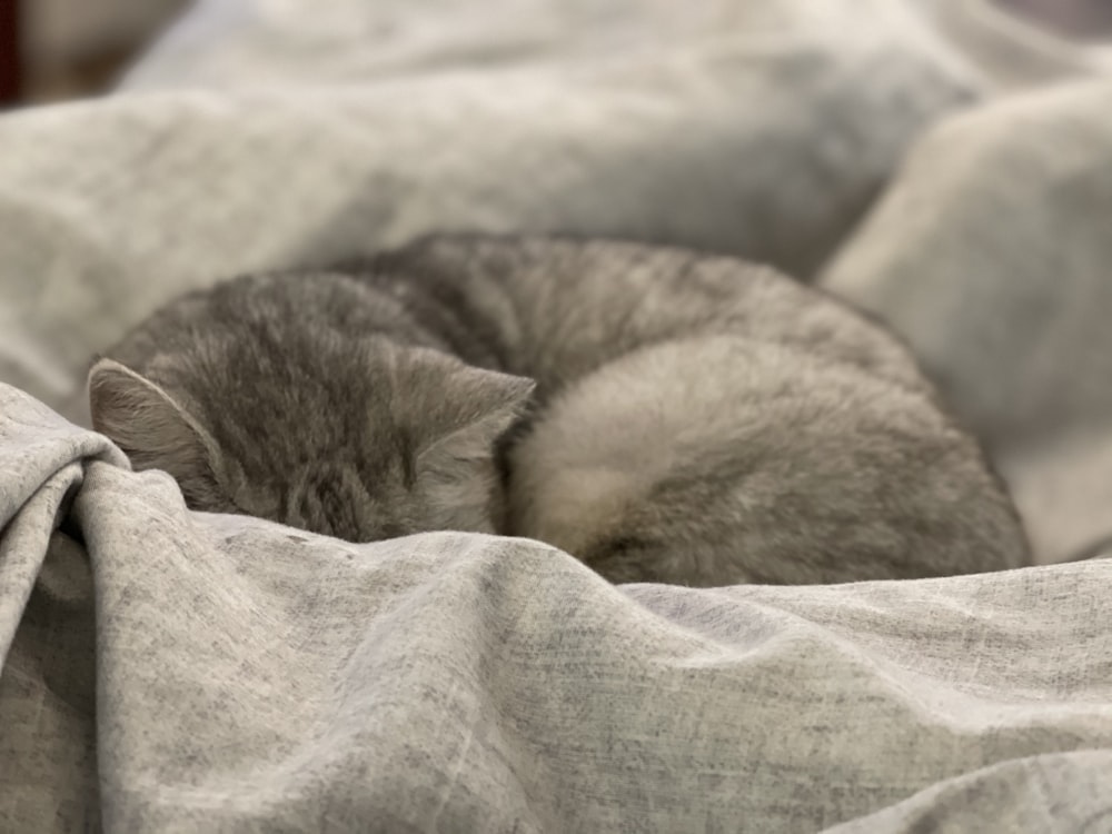 gray and white cat on white textile