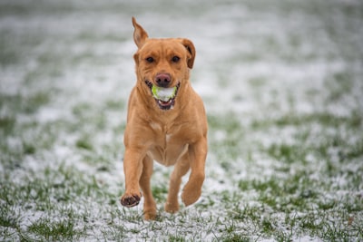 Labrador running back to its owner with a ball during recall practice on green grass