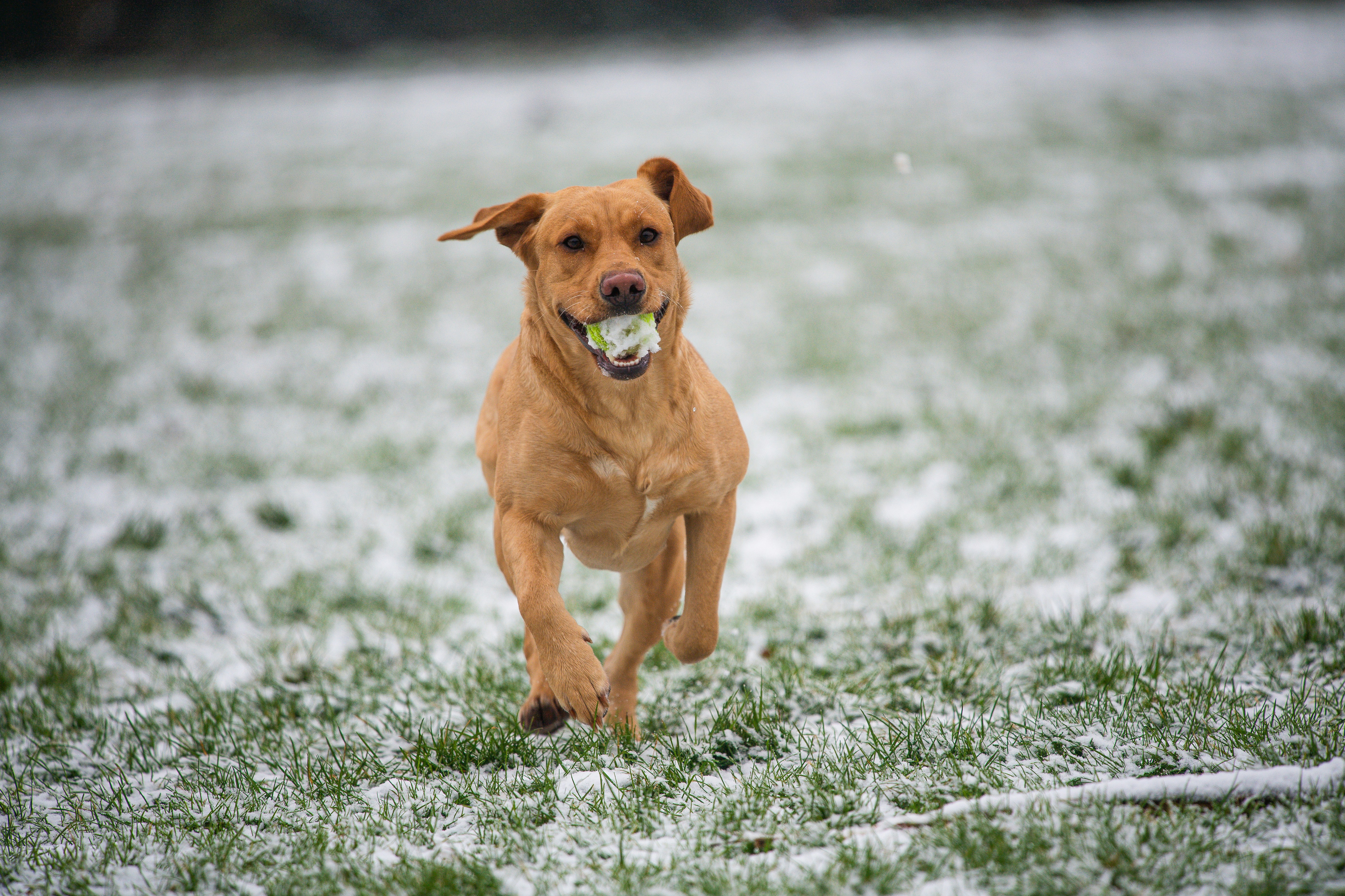 brown short coated dog running on green grass field during daytime