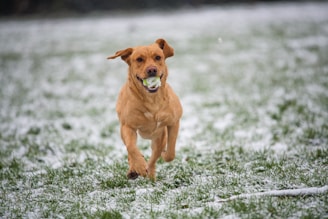 Dog Tricks 