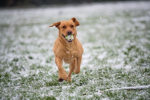 Dog Tricks 