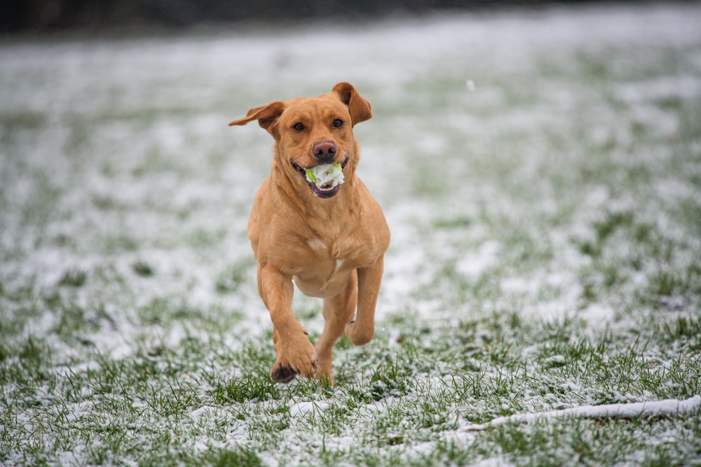 brown short coated dog running on green grass field during daytime