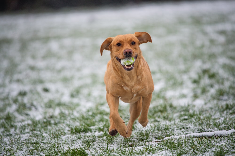 brown short coated dog running on green grass field during daytime