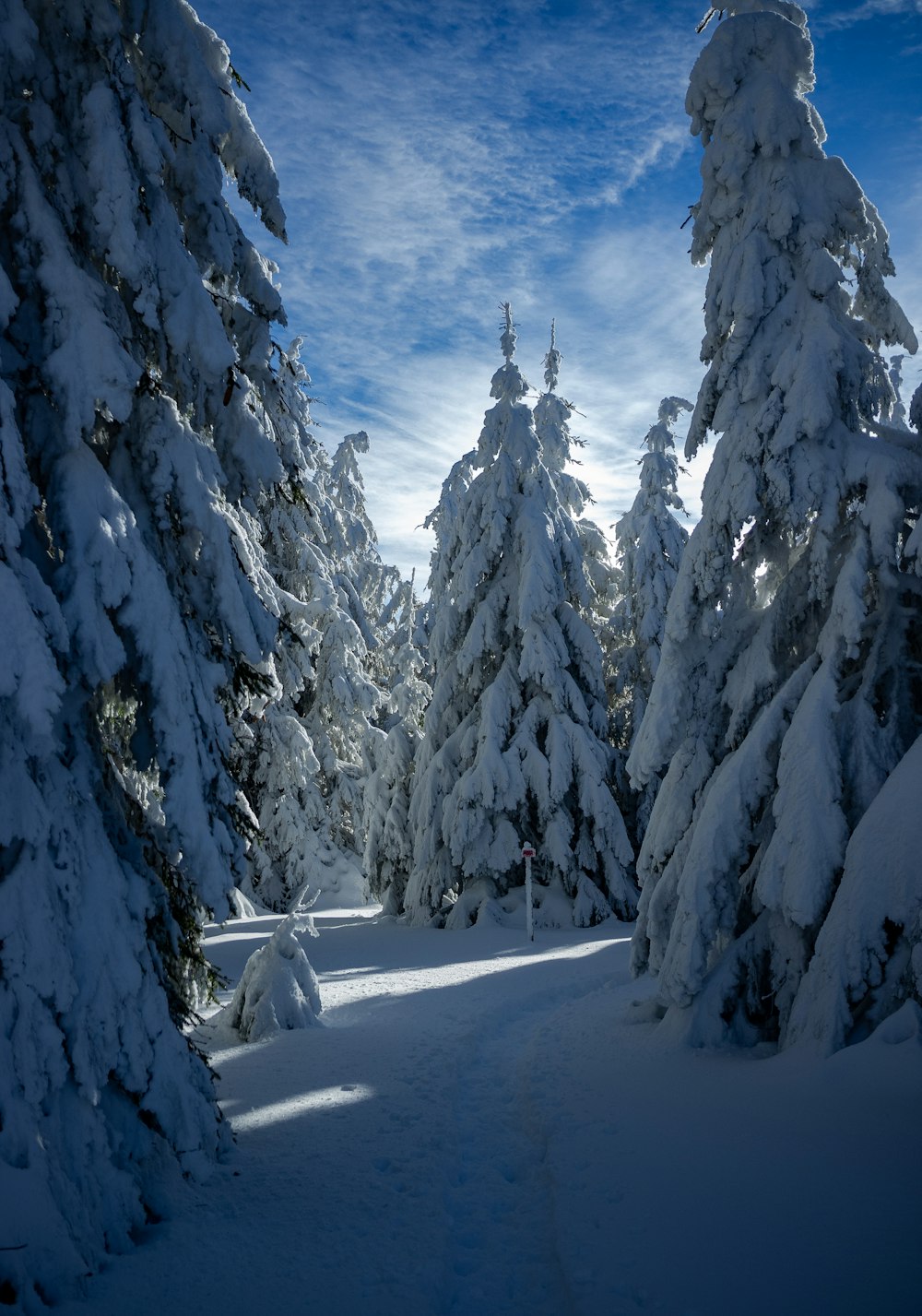 snow covered pine trees during daytime