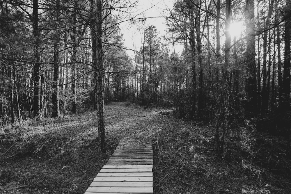 a black and white photo of a path in the woods